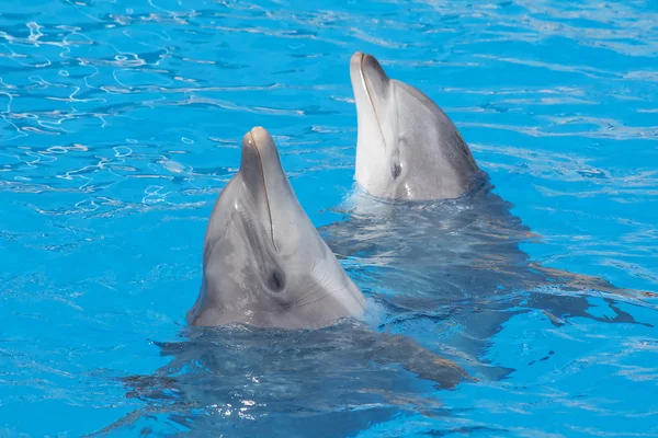 Беленовые дельфины — стоковое фото