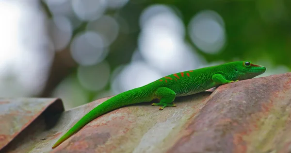 Gecko verde — Foto de Stock