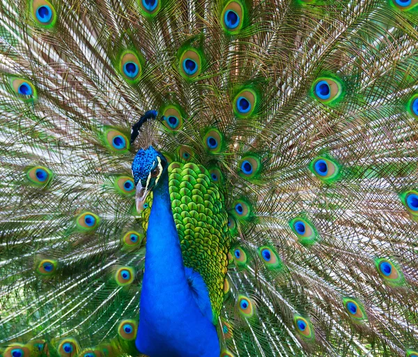 Indian peacock — Stock Photo, Image