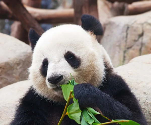 Urso Panda — Fotografia de Stock