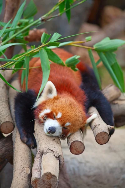 Panda červená (firefox) — Stock fotografie