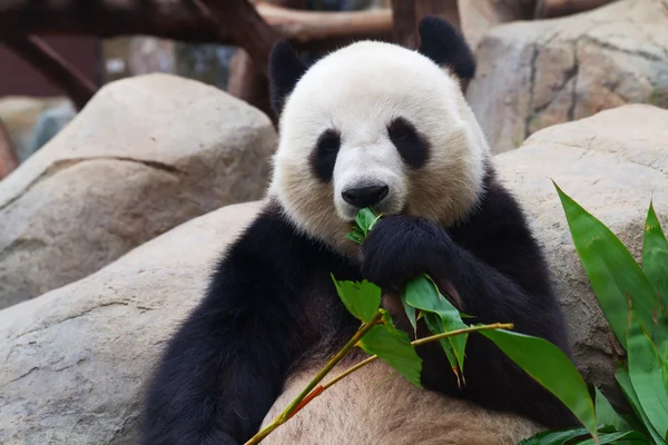 Ведмежа панда — стокове фото