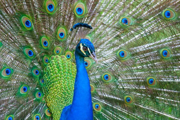 Hermoso pavo real macho —  Fotos de Stock