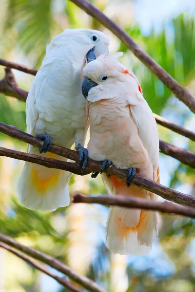 Papağan çifti — Stok fotoğraf