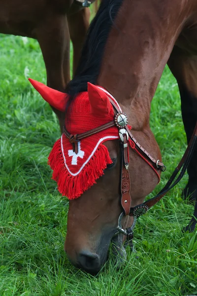 Häst på åkern — Stockfoto