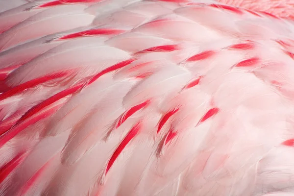 stock image Pink flamigo feather