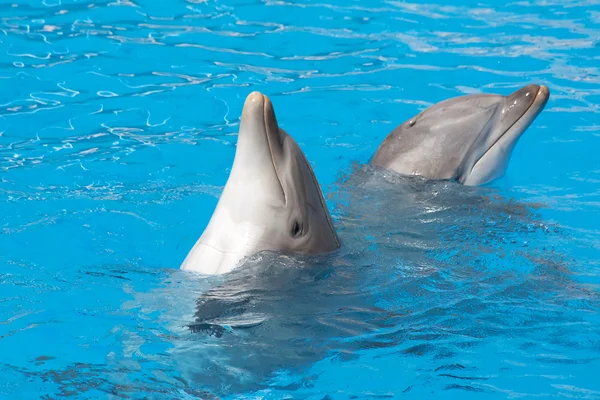 Golfinhos nariz de garrafa — Fotografia de Stock