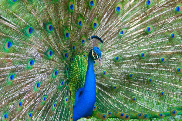 Vacker färg peacock — Stockfoto