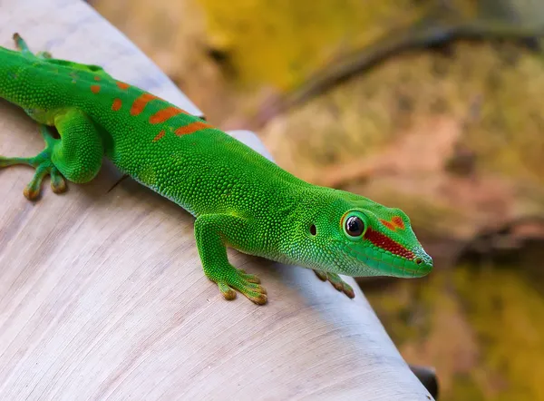 Madagascar day gecko — Stock Photo, Image