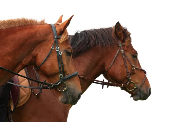 Пара лошадей — стоковое фото