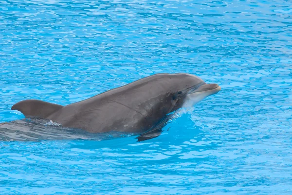 海豚 dolpin — 图库照片