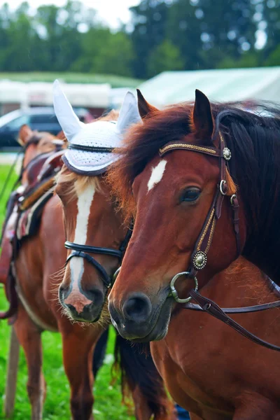 Портрет двух лошадей — стоковое фото