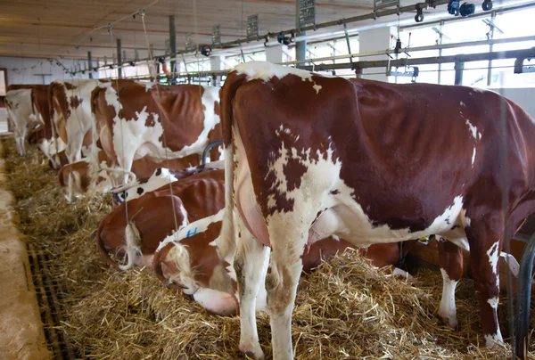 Granja de vaca suiza —  Fotos de Stock