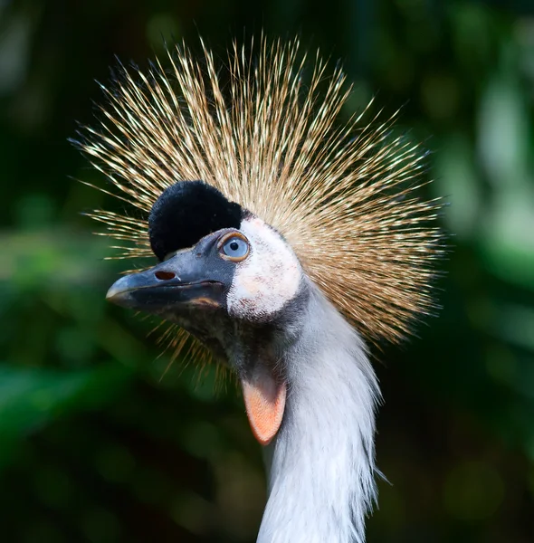 Grúa coronada africana — Foto de Stock