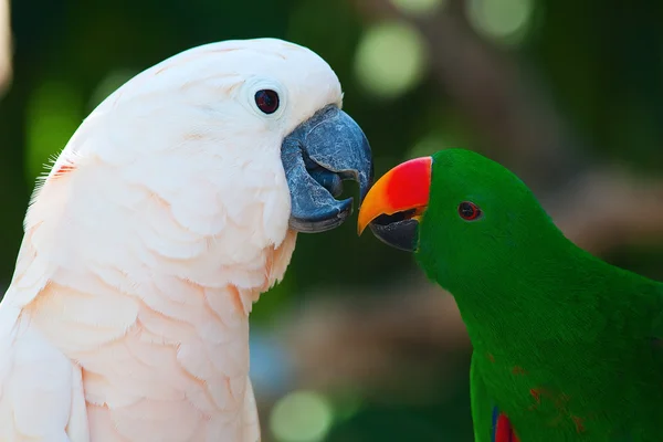 Папуга Какаду і Еклектус — стокове фото
