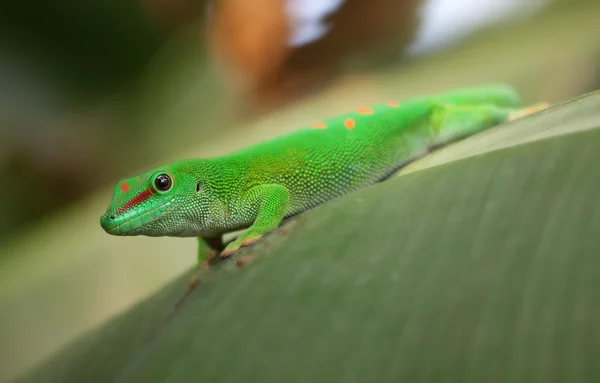 Green gecko — Stock Photo, Image