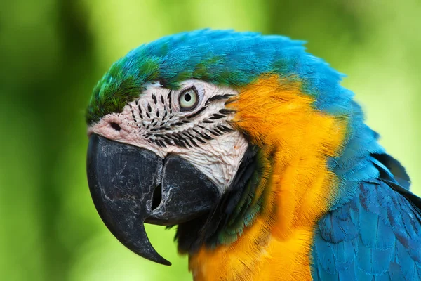 En blå och gula macaw — Stockfoto