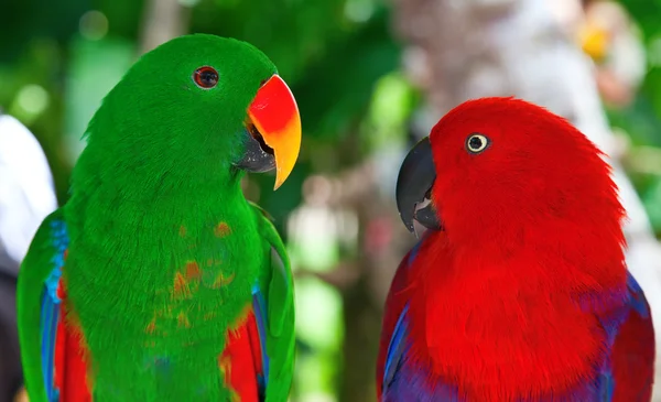 Pár papoušků lori — Stock fotografie