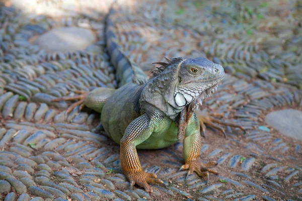 stock image Young green iguana