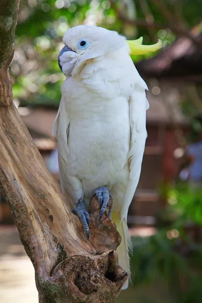 Kakadu — Stockfoto