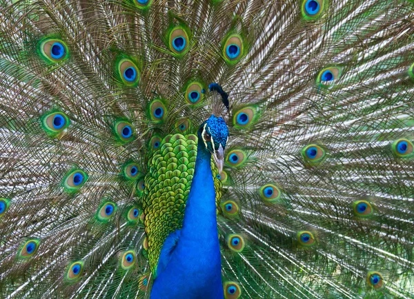 Beautiful color peacock — Stock Photo, Image