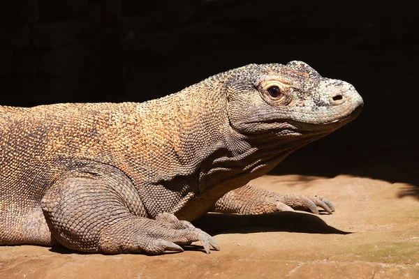 stock image Komodo dragon