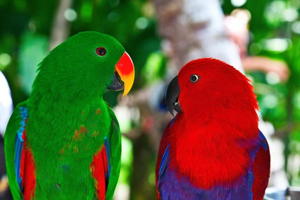 Coppia di pappagalli lori — Foto Stock