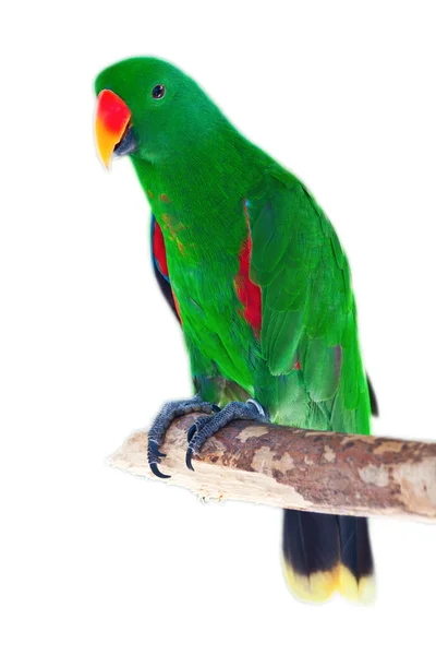 Männchen-Eklektus-Papagei — Stockfoto
