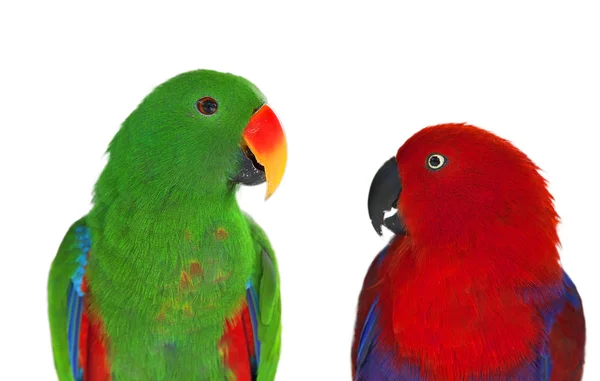 Пара попугаев лори — стоковое фото