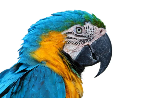 Papegoja, blå-och-gul Ara — Stockfoto