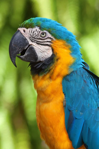 Ara papegoja — Stockfoto