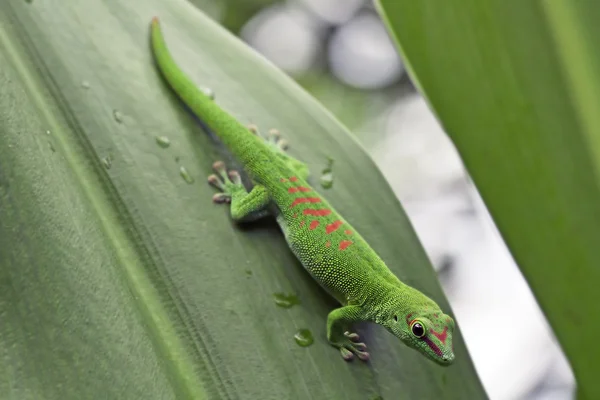 Groene gecko — Stockfoto