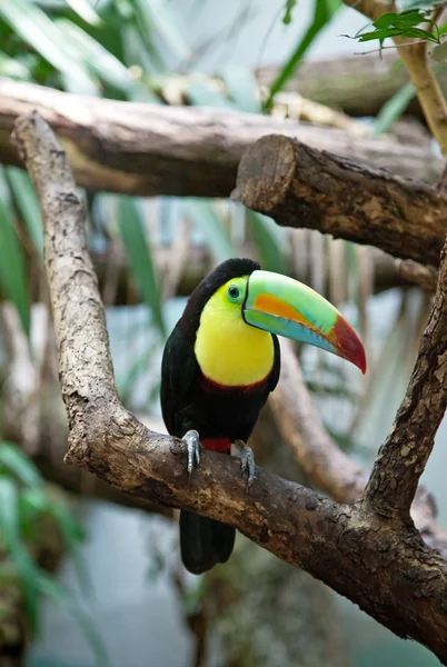 Pássaro tucano colorido — Fotografia de Stock