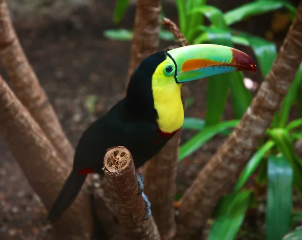 Kee gefactureerd toucan — Stockfoto