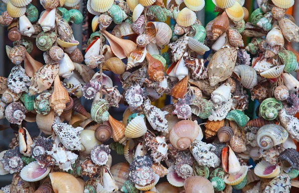 Recolha das várias conchas — Fotografia de Stock