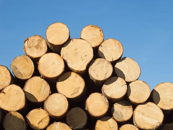 Tronchi di legno freschi — Foto Stock