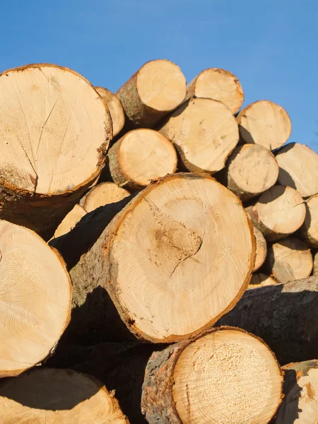 Fresh cut wood — Stock Photo, Image
