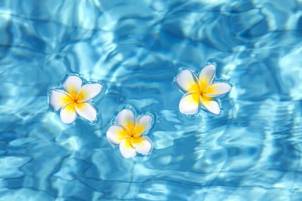 Tropische Frangipani-Blume im Wasser — Stockfoto