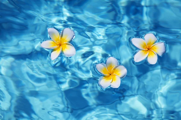 水のプルメリアの花 — ストック写真
