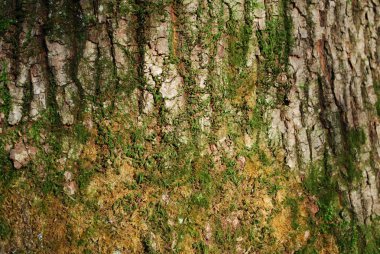 Tree bark with moss clipart