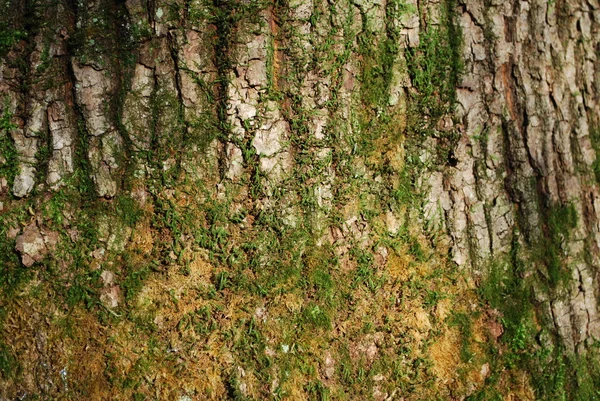 带有苔藓的树皮 — 图库照片