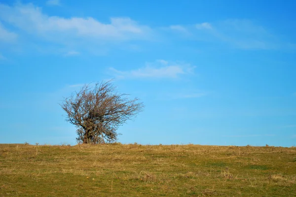 地平線と青空にソリティア ブッシュと冬の田舎 — ストック写真