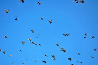 birçok uçan güvercinler