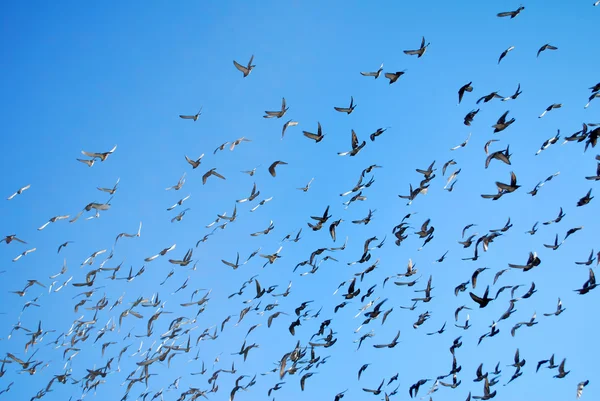 stock image Many flying pigeons