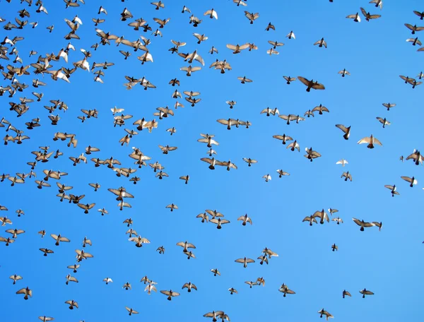 stock image Many flying pigeons