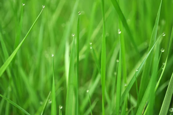 水滴のある草 — ストック写真