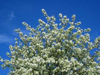 elma ağacının beyaz çiçek