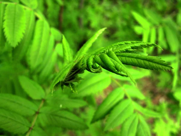 Ветвь зеленый плоскостный и зеленый фон — стоковое фото