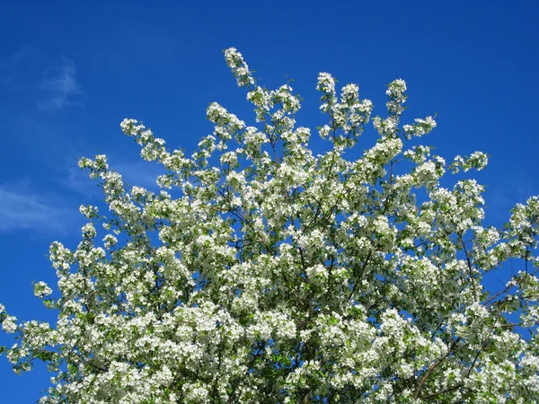 stock image White flower of apple tree