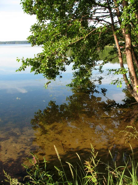 Озеро и деревья — стоковое фото